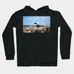 Laughing Gull Hoodie